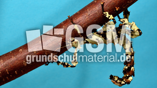 Australische Gespenstschrecke (02).jpg